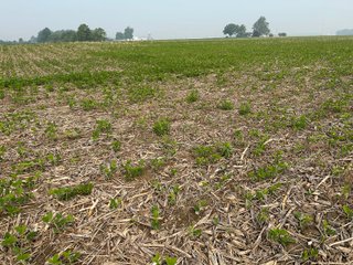 Property photo 60 - FARM LAND AUCTION 80+/- ACRES OFFERED IN 5 TRACTS IN ALLEN COUNTY, INDIANA