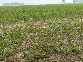 Property photo 71 - FARM LAND AUCTION 80+/- ACRES OFFERED IN 5 TRACTS IN ALLEN COUNTY, INDIANA