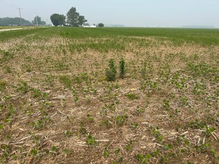 Property photo 19 - FARM LAND AUCTION 80+/- ACRES OFFERED IN 5 TRACTS IN ALLEN COUNTY, INDIANA