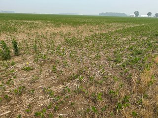 Property photo 29 - FARM LAND AUCTION 80+/- ACRES OFFERED IN 5 TRACTS IN ALLEN COUNTY, INDIANA