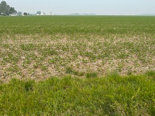 Property photo 27 - FARM LAND AUCTION 80+/- ACRES OFFERED IN 5 TRACTS IN ALLEN COUNTY, INDIANA