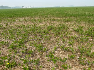 Property photo 26 - FARM LAND AUCTION 80+/- ACRES OFFERED IN 5 TRACTS IN ALLEN COUNTY, INDIANA