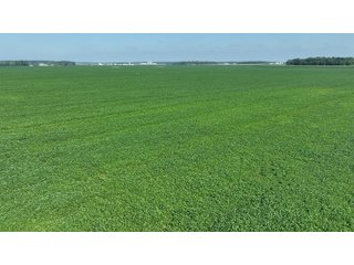 Property photo 13 - FARM LAND AUCTION 80+/- ACRES OFFERED IN 5 TRACTS IN ALLEN COUNTY, INDIANA