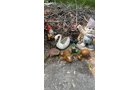 Property photo 209 - TIMED ONLINE ONLY PERSONAL PROPERTY AUCTION IN ALLEN COUNTY, INDIANA