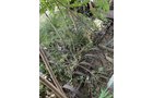 Property photo 233 - TIMED ONLINE ONLY PERSONAL PROPERTY AUCTION IN HILLSDALE COUNTY, MICHIGAN