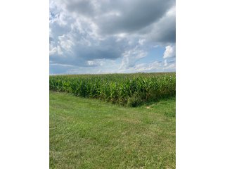 Property photo 21 - FARM LAND AUCTION - 78+/- ACRES OFFERED IN 2 TRACTS IN PAULDING COUNTY, OHIO