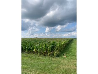 Property photo 22 - FARM LAND AUCTION - 78+/- ACRES OFFERED IN 2 TRACTS IN PAULDING COUNTY, OHIO