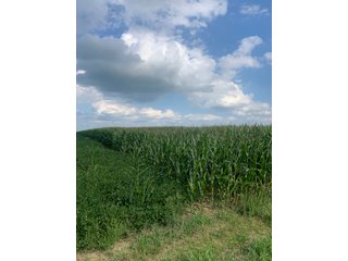 Property photo 38 - FARM LAND AUCTION - 78+/- ACRES OFFERED IN 2 TRACTS IN PAULDING COUNTY, OHIO