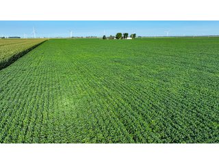 Property photo 10 - FARM LAND AUCTION - 78+/- ACRES OFFERED IN 2 TRACTS IN PAULDING COUNTY, OHIO