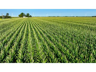 Property photo 15 - FARM LAND AUCTION - 78+/- ACRES OFFERED IN 2 TRACTS IN PAULDING COUNTY, OHIO