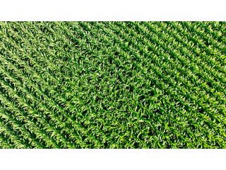 Property photo 16 - FARM LAND AUCTION - 78+/- ACRES OFFERED IN 2 TRACTS IN PAULDING COUNTY, OHIO