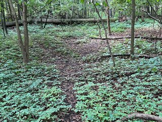 Property photo 54 - LAND AUCTION - 180+/- ACRES OFFERED IN 10 TRACT IN WILLIAMS COUNTY, OHIO