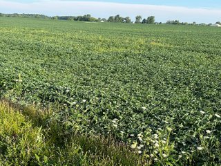Property photo 17 - REAL ESTATE AUCTION - 55.5+/- ACRES, 2 LOCATIONS OFFERED IN 5 TRACTS IN ALLEN COUNTY, INDIANA