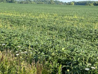 Property photo 21 - REAL ESTATE AUCTION - 55.5+/- ACRES, 2 LOCATIONS OFFERED IN 5 TRACTS IN ALLEN COUNTY, INDIANA