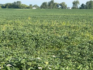 Property photo 22 - REAL ESTATE AUCTION - 55.5+/- ACRES, 2 LOCATIONS OFFERED IN 5 TRACTS IN ALLEN COUNTY, INDIANA