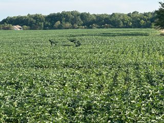 Property photo 23 - REAL ESTATE AUCTION - 55.5+/- ACRES, 2 LOCATIONS OFFERED IN 5 TRACTS IN ALLEN COUNTY, INDIANA