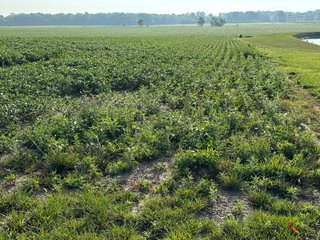 Property photo 25 - REAL ESTATE AUCTION - 55.5+/- ACRES, 2 LOCATIONS OFFERED IN 5 TRACTS IN ALLEN COUNTY, INDIANA