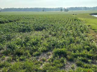 Property photo 26 - REAL ESTATE AUCTION - 55.5+/- ACRES, 2 LOCATIONS OFFERED IN 5 TRACTS IN ALLEN COUNTY, INDIANA