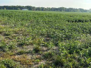 Property photo 28 - REAL ESTATE AUCTION - 55.5+/- ACRES, 2 LOCATIONS OFFERED IN 5 TRACTS IN ALLEN COUNTY, INDIANA