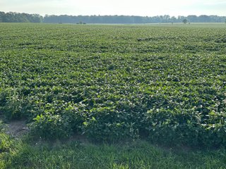 Property photo 36 - REAL ESTATE AUCTION - 55.5+/- ACRES, 2 LOCATIONS OFFERED IN 5 TRACTS IN ALLEN COUNTY, INDIANA