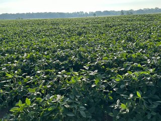 Property photo 40 - REAL ESTATE AUCTION - 55.5+/- ACRES, 2 LOCATIONS OFFERED IN 5 TRACTS IN ALLEN COUNTY, INDIANA