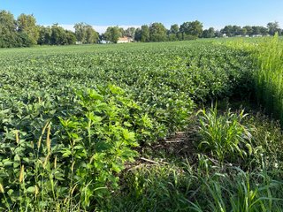Property photo 46 - REAL ESTATE AUCTION - 55.5+/- ACRES, 2 LOCATIONS OFFERED IN 5 TRACTS IN ALLEN COUNTY, INDIANA