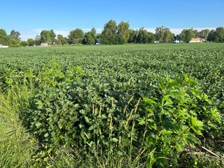 Property photo 47 - REAL ESTATE AUCTION - 55.5+/- ACRES, 2 LOCATIONS OFFERED IN 5 TRACTS IN ALLEN COUNTY, INDIANA