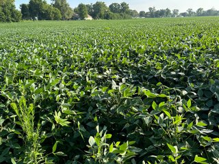 Property photo 56 - REAL ESTATE AUCTION - 55.5+/- ACRES, 2 LOCATIONS OFFERED IN 5 TRACTS IN ALLEN COUNTY, INDIANA
