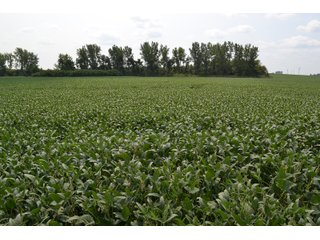Property photo 98 - LAND AUCTION - 1103.8+/- ACRES OFFERED IN 14 TRACTS OR ANY COMBINATION IN KANKAKEE, FORD, & IROQUOIS COUNTIES, ILLINOIS (TRACTS RANGING FROM 40-167.9+/- ACRES)