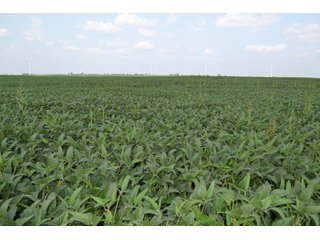 Property photo 58 - LAND AUCTION - 1103.8+/- ACRES OFFERED IN 14 TRACTS OR ANY COMBINATION IN KANKAKEE, FORD, & IROQUOIS COUNTIES, ILLINOIS (TRACTS RANGING FROM 40-167.9+/- ACRES)