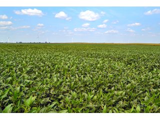 Property photo 61 - LAND AUCTION - 1103.8+/- ACRES OFFERED IN 14 TRACTS OR ANY COMBINATION IN KANKAKEE, FORD, & IROQUOIS COUNTIES, ILLINOIS (TRACTS RANGING FROM 40-167.9+/- ACRES)