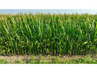 Property photo 72 - LAND AUCTION - 1103.8+/- ACRES OFFERED IN 14 TRACTS OR ANY COMBINATION IN KANKAKEE, FORD, & IROQUOIS COUNTIES, ILLINOIS (TRACTS RANGING FROM 40-167.9+/- ACRES)