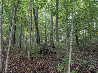 Property photo 14 - LAND AUCTION - 241.74+/- ACRES OFFERED IN 8 TRACTS IN WHITLEY COUNTY, INDIANA
