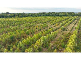 Property photo 4 - REAL ESTATE AUCTION - 152+/- ACRES OFFERED IN 6 TRACTS IN ADAMS COUNTY, INDIANA