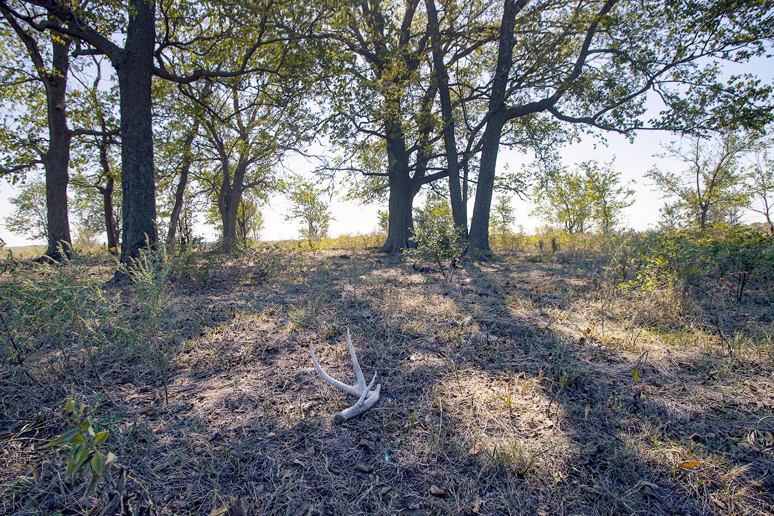 Property photo 23 - Kansas Flint Hills Hunting and Pasture Auction - 470+/- Acres Offered in 6 Tracts in Elk County, Kansas
