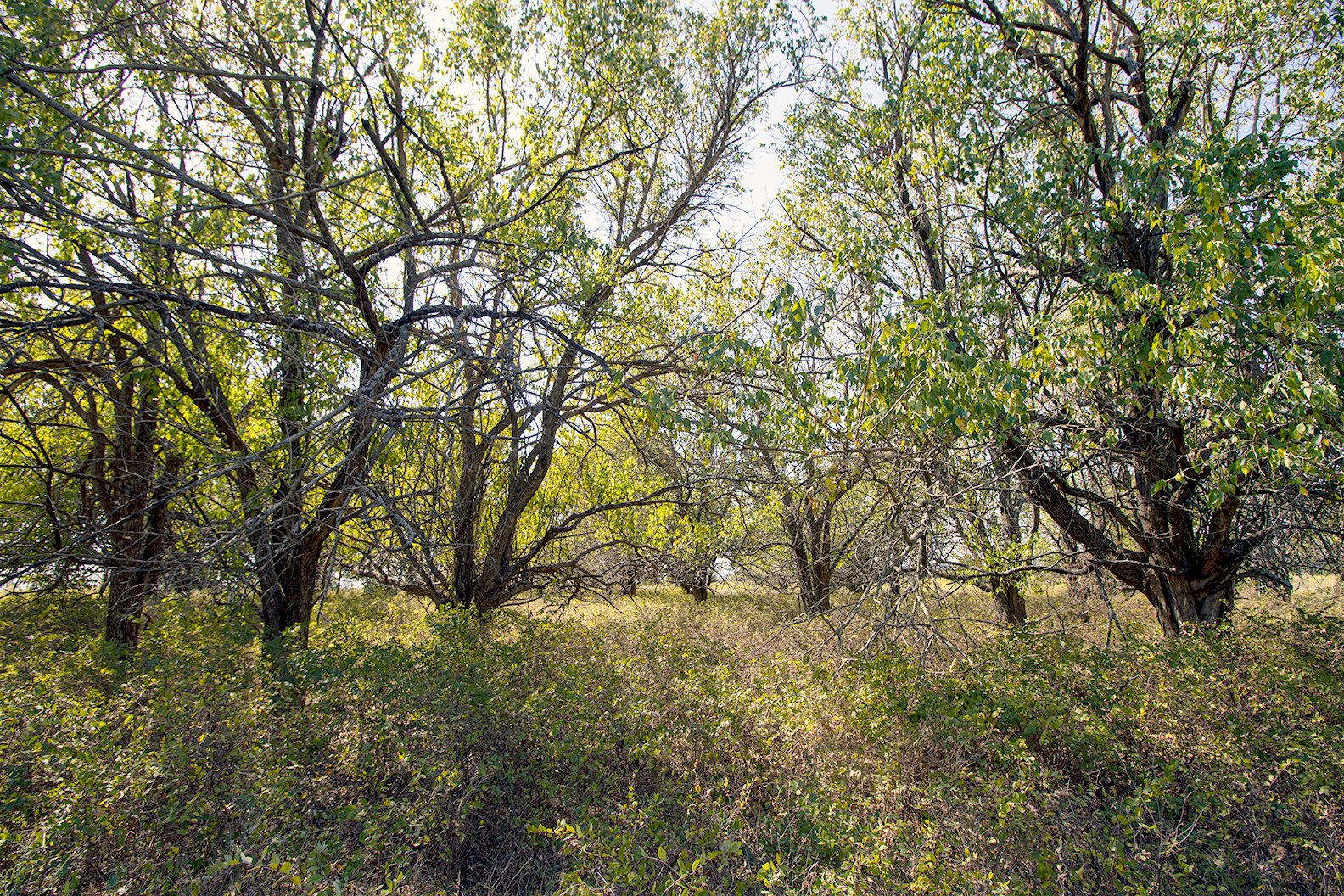 Property photo 20 - Kansas Flint Hills Hunting and Pasture Auction - 470+/- Acres Offered in 6 Tracts in Elk County, Kansas