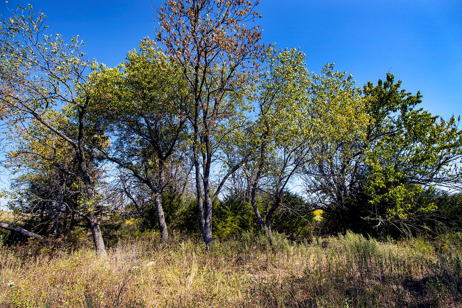 Property photo 14 - Kansas Flint Hills Hunting and Pasture Auction - 470+/- Acres Offered in 6 Tracts in Elk County, Kansas