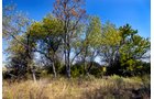 Property photo 14 - Kansas Flint Hills Hunting and Pasture Auction - 470+/- Acres Offered in 6 Tracts in Elk County, Kansas