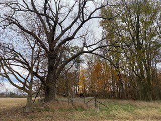 Property photo 15 - LAND AUCTION - 59.5+/- ACRES OFFERED IN 6 TRACTS IN LAGRANGE COUNTY, INDIANA