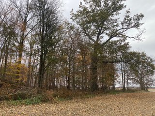 Property photo 16 - LAND AUCTION - 59.5+/- ACRES OFFERED IN 6 TRACTS IN LAGRANGE COUNTY, INDIANA