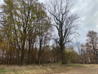 Property photo 18 - LAND AUCTION - 59.5+/- ACRES OFFERED IN 6 TRACTS IN LAGRANGE COUNTY, INDIANA