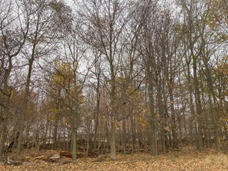 Property photo 19 - LAND AUCTION - 59.5+/- ACRES OFFERED IN 6 TRACTS IN LAGRANGE COUNTY, INDIANA