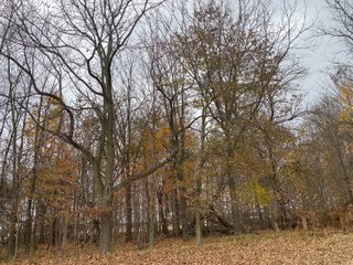 Property photo 20 - LAND AUCTION - 59.5+/- ACRES OFFERED IN 6 TRACTS IN LAGRANGE COUNTY, INDIANA
