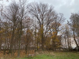 Property photo 22 - LAND AUCTION - 59.5+/- ACRES OFFERED IN 6 TRACTS IN LAGRANGE COUNTY, INDIANA