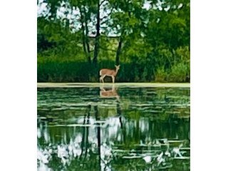 <li>Hunting <li>Wildlife <li>Pond <li>Pole Building <li>Tillable Land <li>Building Site<br>
This property is a hunter's paradise with approximately 26+/- wooded acres with a 1.75+/- acre pond and a trail through the woods. The pole building is set back off the road and is 40ft x 40ft, with an 8ft x 40ft covered porch and concrete floor. 20.75+/- acres of productive tillable land. No electric or water.<br>
 - LAND FOR SALE - 46.8+/- ACRES IN KOSCIUSKO COUNTY, INDIANA
