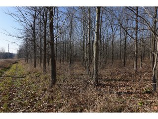 <b>The Dillon property is one of the most unique finds in northeast Indiana.</b> Committed to wildlife and conservation, Dr. Gary and Ann Dillon placed the property under a conservation easement in 2017. He and his management have been committed to protecting and preserving the woodlands, wetlands, and natural habitats for plants and wildlife. Because of this, there is an abundance of deer, turkey, and waterfowl drawn to the property. The property consists of several variations of hardwood timber and pines, which can be harvested as specified in the conservation easement. The conservation easement also allows for the construction of 2 homes on the property. Consider for a magnificent estate setting. Come inspect this one-of-a-kind property for yourself!
<li>2 Large Ponds - Great Fishing
<li>2 Homestead Possibilities
<li>Beautiful Wooded Views and Rolling Terrain
<li>Existing Trail System Throughout the Property
<li>Outstanding Hunting
<li>Great Variation of Young and Mature Timber - LAND FOR SALE - 167.99+/- ACRES IN WHITLEY COUNTY, INDIANA - POTENTIAL ESTATE SETTING
