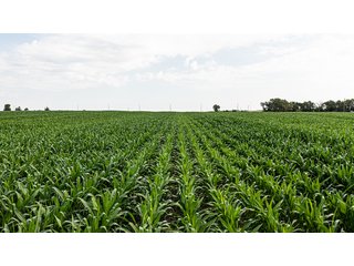 Property photo 9 - IMPORTANT LAND AUCTION - 383+/- ACRES OFFERED IN 7 TRACTS IN CHARLES MIX COUNTY, SOUTH DAKOTA