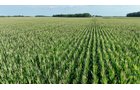 Property photo 8 - **CANCELED** LAND AUCTION - 256+/- ACRES OFFERED IN 5 TRACTS IN WELLS COUNTY, INDIANA