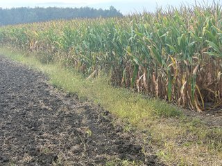 Property photo 25 - 30.8+/- ACRES LAND AUCTION OFFERED IN 2 TRACTS IN ALLEN COUNTY INDIANA