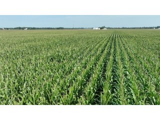 Property photo 15 - 30.8+/- ACRES LAND AUCTION OFFERED IN 2 TRACTS IN ALLEN COUNTY INDIANA